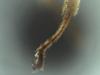 Ectemnius rubicola